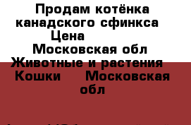 Продам котёнка канадского сфинкса › Цена ­ 8 000 - Московская обл. Животные и растения » Кошки   . Московская обл.